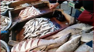 أسعار اليوم.. تعرف على سعر البلطي في سوق العبور الأحد 5-10-2025